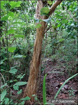 Tronc de bois d'Inde, Pimenta racemosa