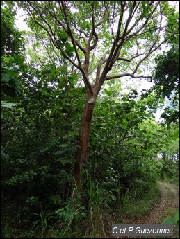 Gommier rouge, Bursera simaruba