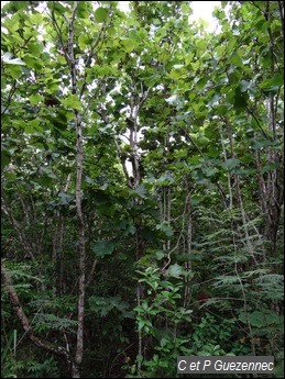 Raisiniers Grandes Feuilles, Coccoloba pubescens