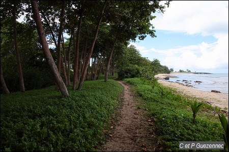 Sentier à l'ombre des Amandiers, Terminalia catappa