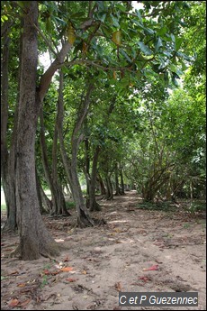 Amandiers, Terminalia catappa