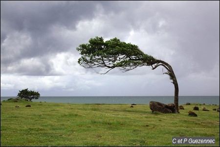 Poiriers Pays sculpté par le vent, Tabebuia heterophylla