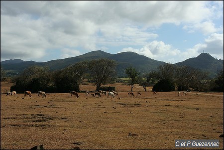 Paturage de Morne Major, en saison sèche