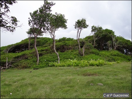 Petit bois de Mancenilliers, Hippomane mancinella