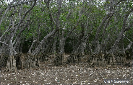 cachiman-cochon, Annona glabra