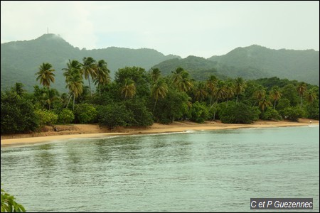 Plage de Clugny et cocotiers