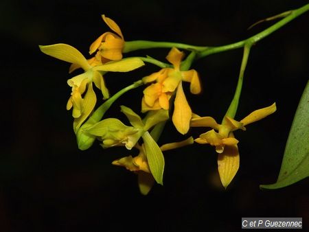 Epidendrum mutelianum