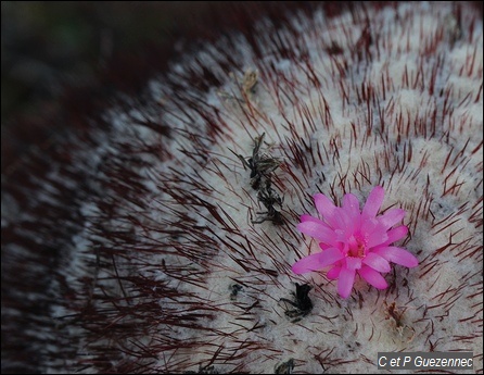 Fleur de Cactus "Tête à l'Anglais", Melocactus intortus