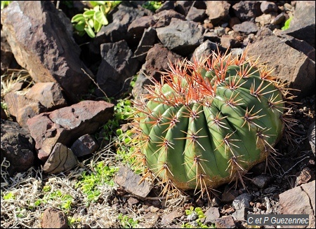 Cactus "Tête à l'Anglais", Melocactus intortus