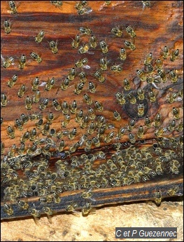 De nombreuses abeilles, Apis mellifera, à l'entrée de la ruche