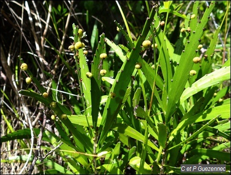 Farine Chaude, Phyllanthus epiphyllantus