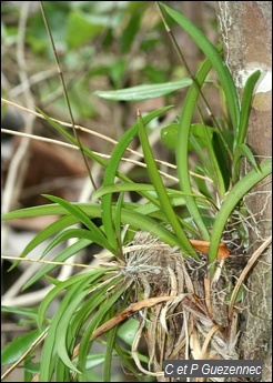 Plant d'orchidée Tolumnia urophylla