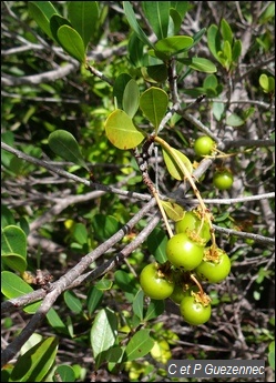 Bois z'oliv en fruit, Byrsonima lucida.