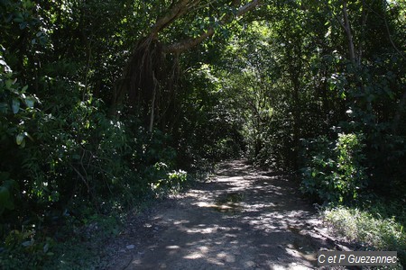 Sentier traversant la zone de mangrove