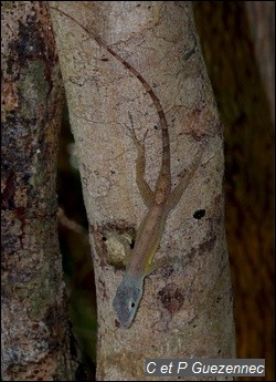 Anolis ferreus femelle