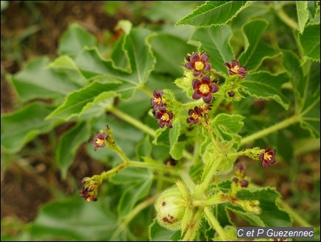  Jatropha gossypiifolia