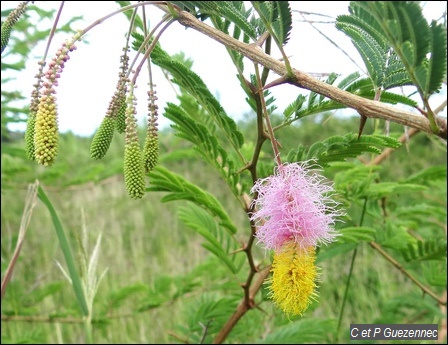 Acacia de St-Domingue, Dichrostachys cinerea