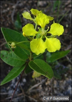 Aile à ravet, Stigmaphyllon diversifolium