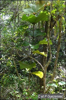 Raisinier Grandes Feuilles, Coccoloba pubescens
