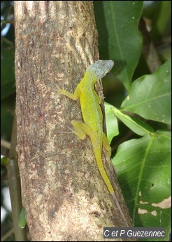 Anolis ferreus femelle