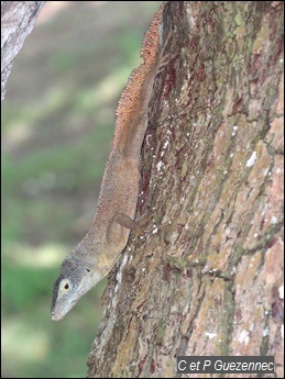 Anolis ferreus mâle