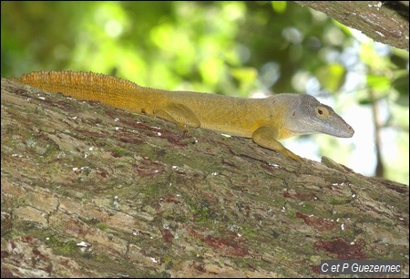 Anolis ferreus mâle.