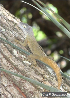 Anolis ferreus mâle