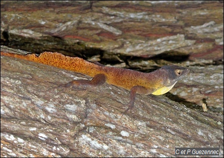 Anolis ferreus mâle