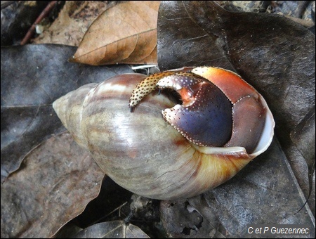 Coenobita clypeatus