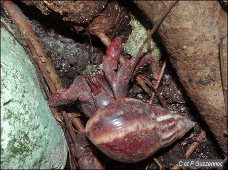 Coenobita clypeatus