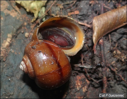 Canclots, Pomacea glauca