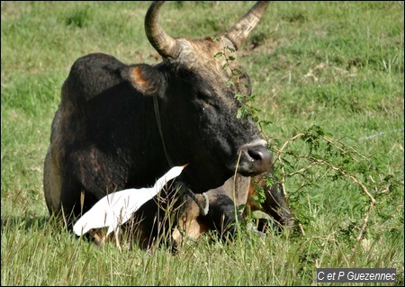 Héron garde-boeufs Bubulcus ibis