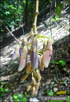  liane Oeil de Boeuf , Mucuna urens