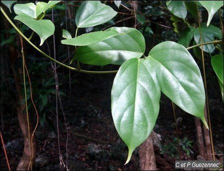  liane Oeil de Boeuf , Mucuna urens