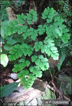 Ffougère capillaire Adiantum tenerum