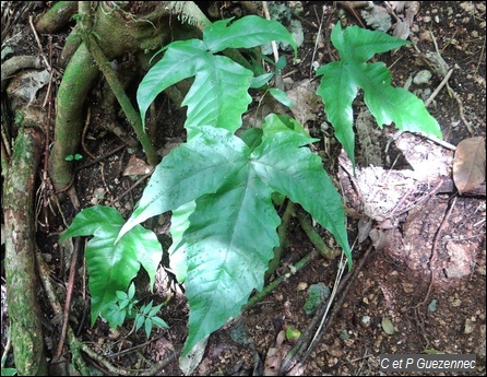 Fougère Tectaria heracleifolia