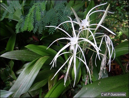 Lis blanc. Hymenocalis caribaea