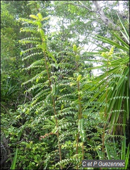 Bois de houx, Comocladia dodonaea