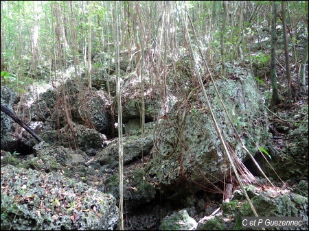 Chaos rocheux et lianes de la Coulée Ouliée