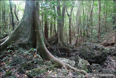 Grands arbres avec beaux contreforts