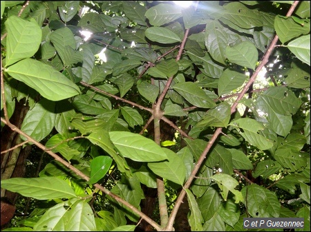 Le Bois Lélé, Quararibea turbinata