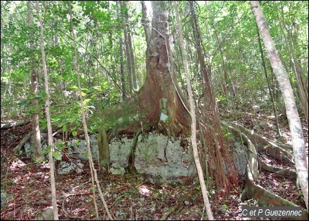 Figuier maudit, sur une roche calcaire, avec contreforts tentaculaires