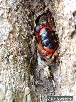 Crabe Touloulou, Gecarcinus lateralis