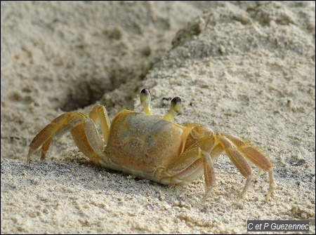 Crabe mal Zoreille, Ocypode quadrata