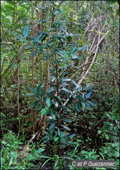  bois d'Inde, Pimenta racemosa