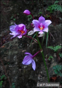 Spathoglottis plicata