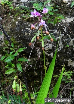 Spathoglottis plicata