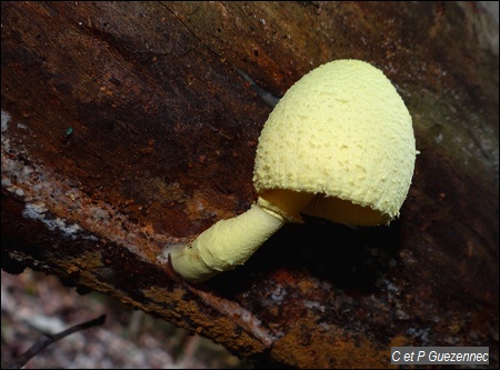 Leucocoprinus birnbaumii