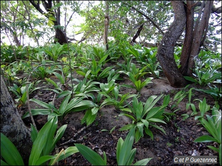  lys blancs, Hymenocalis caribaea