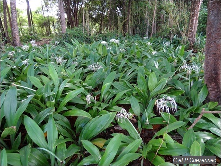  lys blancs en fleur, Hymenocalis caribaea